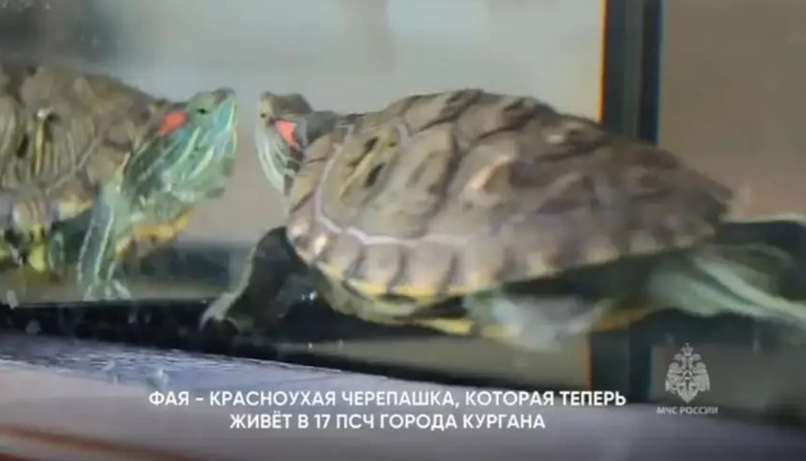 Удивительная история спасения из закипавшего аквариума черепашки Фаи